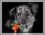 Pies, Róże